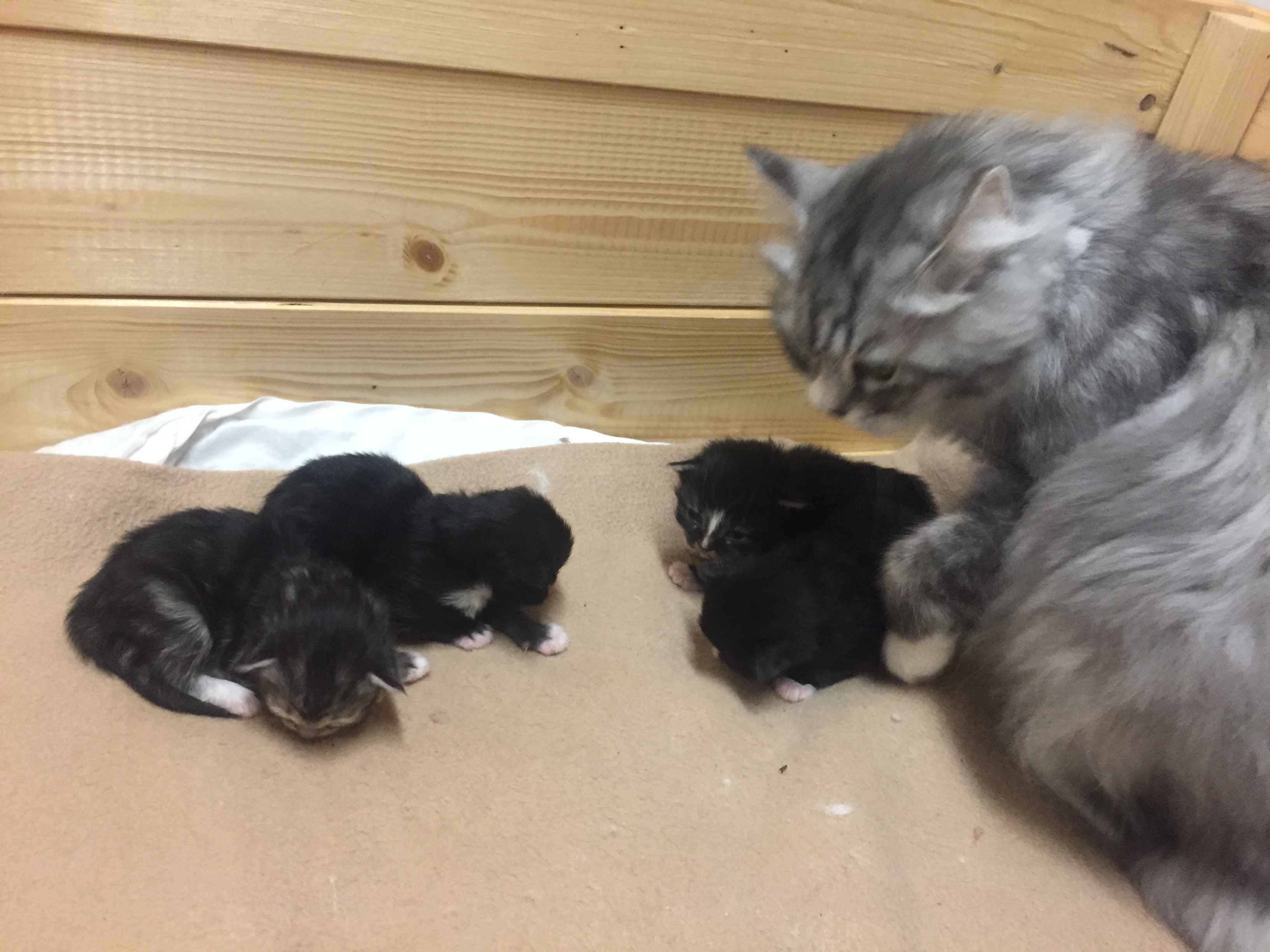 Zuchtkatze