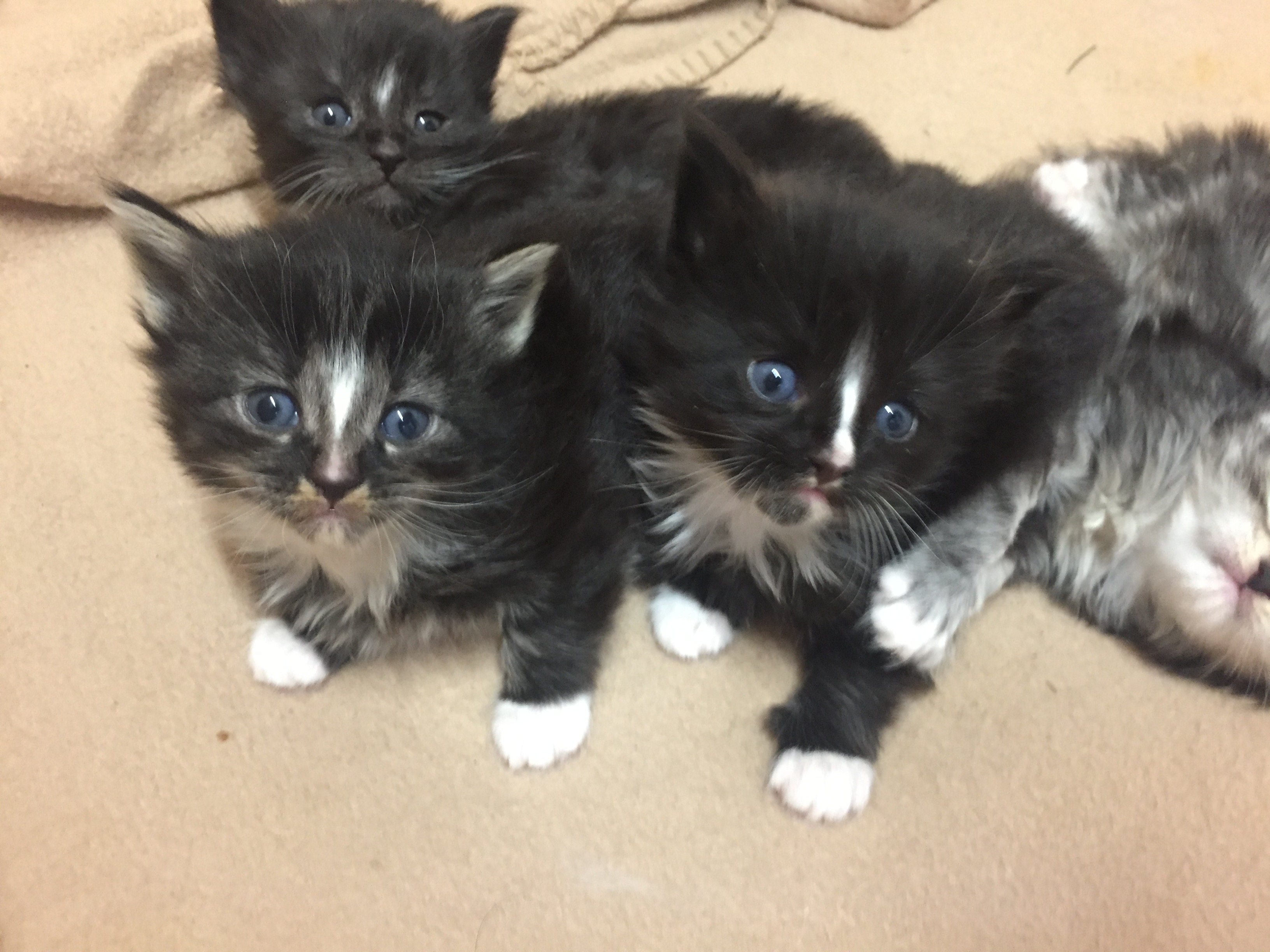 Kitten 2017