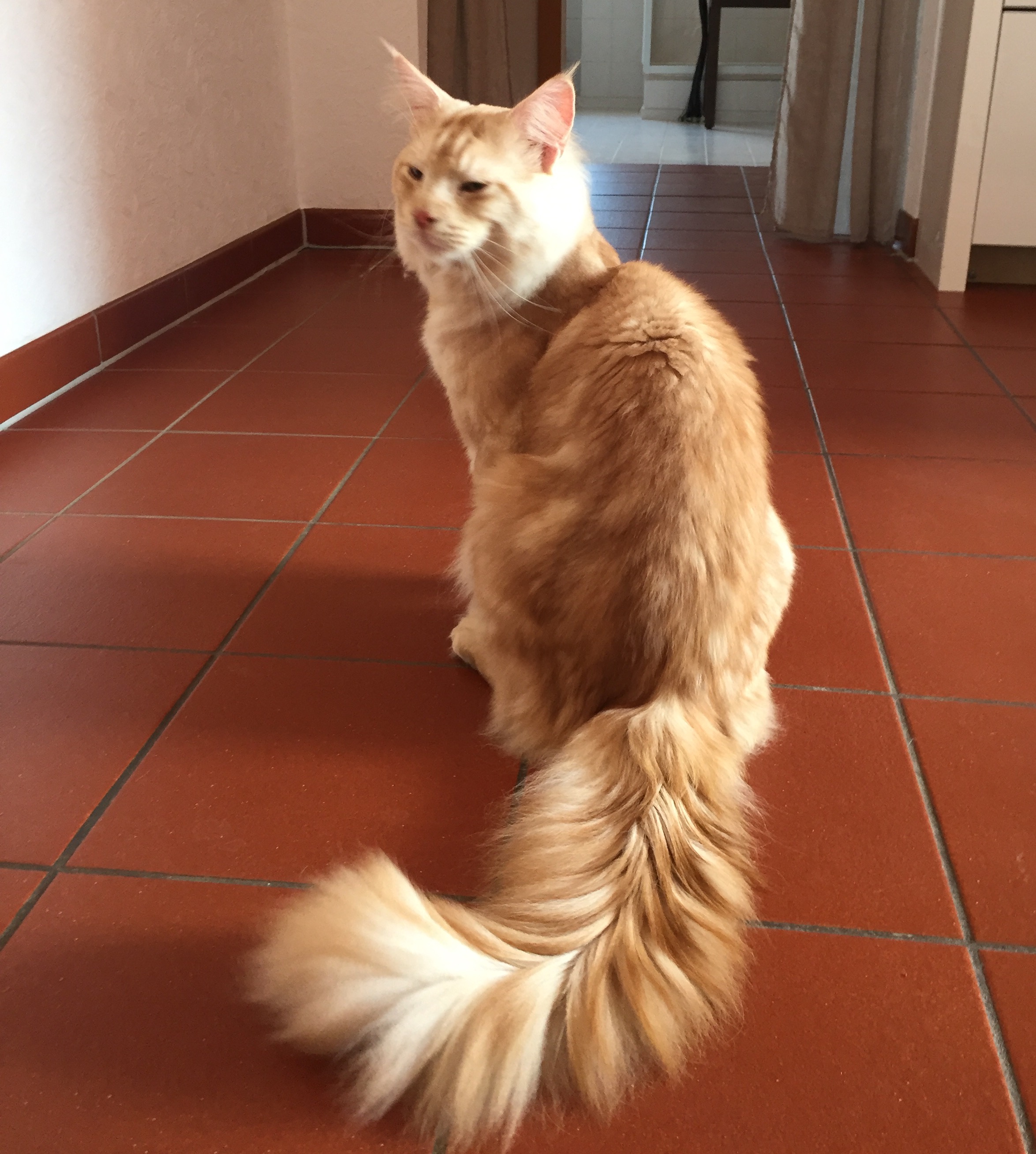 Zuchtkater